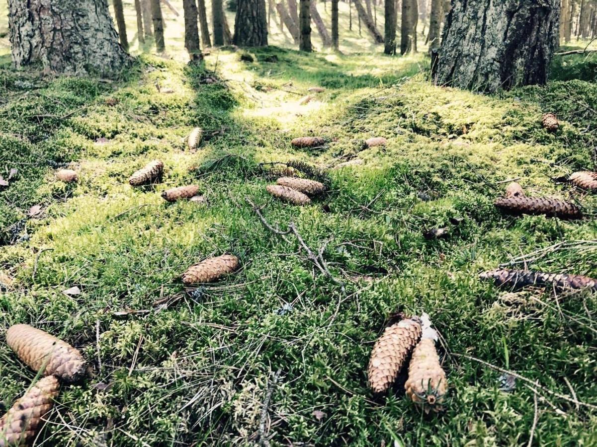 Apartments Isle Of Pinecones Nida Esterno foto
